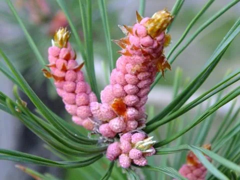 A young cone of a pine tree Stock Photos
