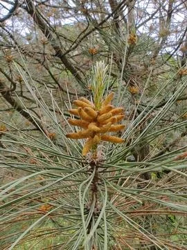 Young cone on a pine tree Foto stock