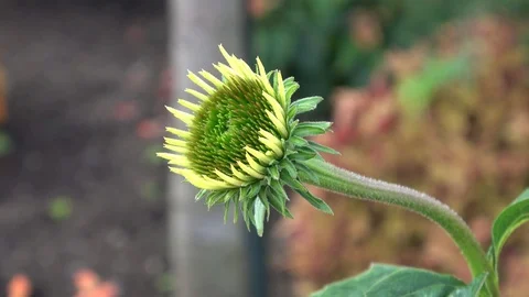 Young Coneflower budding. Closeup Video stock 90063578