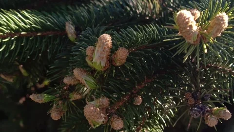 Young cones ate Picea abies. Spruce branches sway in the wind Stock Footage 336183306