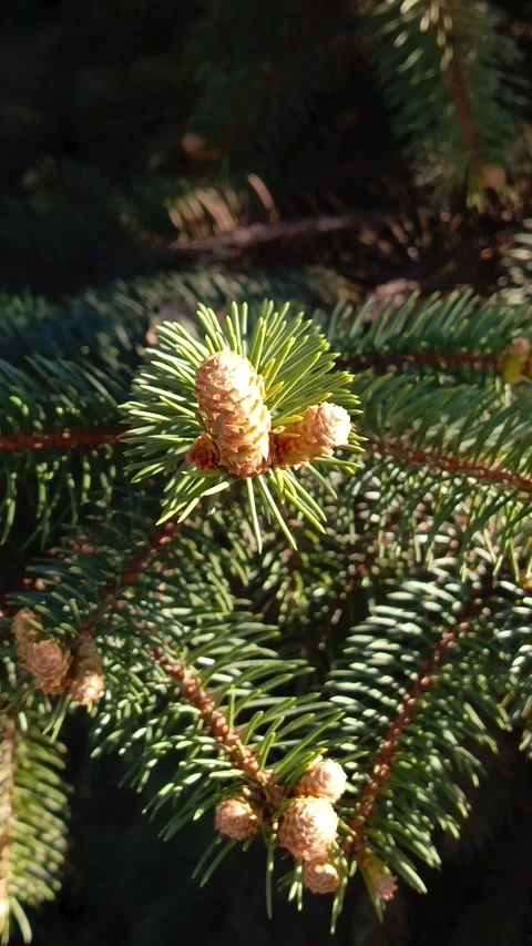 Young cones ate Picea abies. Spruce branches sway in the wind Stock Footage 336183312