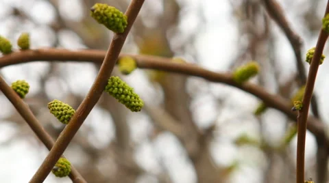 Young cones on a branch of hazel swaying in the wind Video stock 50128675