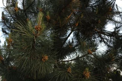 Young cones on a conifer in spring close-up in the rays of the setting sun Stock Photos