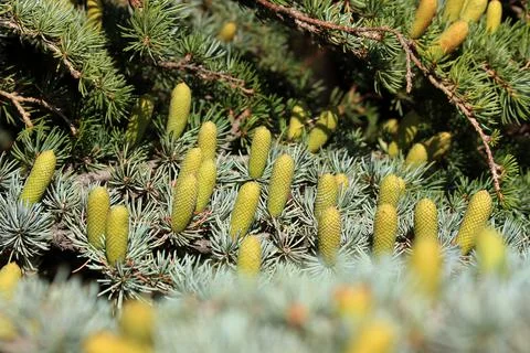 Young cones of a coniferous tree growing on the Black Sea coast. 스톡 사진
