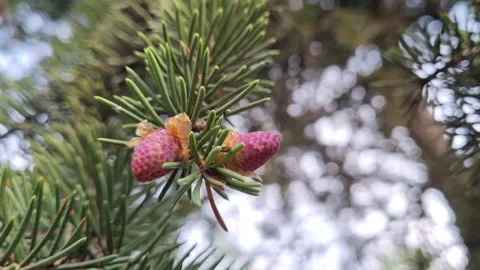 Young cones Stock Footage 250490592