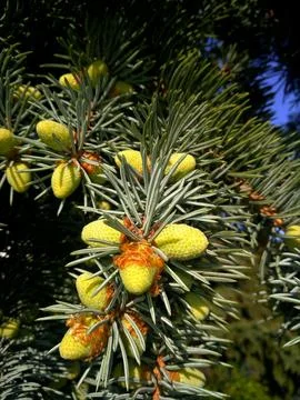 Young cones. Stock Photos