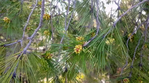 Young cones on a pine branch in spring. the onset of spring Stock Footage 124495057