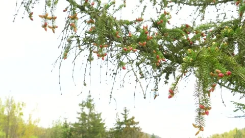 Young cones on a spruce. Young and reddish spruce cones on a spring day in the Stock Footage 258738729
