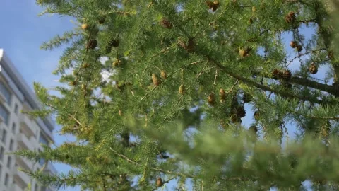 Young Cones on the Tree Stock Footage 134284292