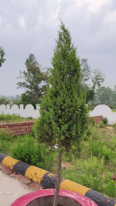 Young Conifer Tree in Garden Stockbeeldmateriaal 340967982