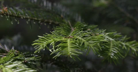 Young coniferous branch, close-up, 4K Stock Footage 244334327