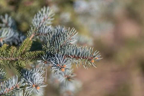 Young coniferous foliage botanical study shot showing multiple branch sampl.. Stock Photos
