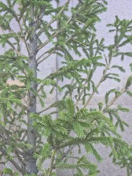 Young coniferous larch tree branches outdoors Stock Photos