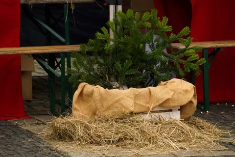 A young coniferous tree in a box decorated with burlap and hay Stock Photos