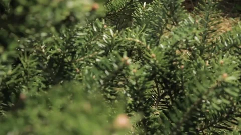 A young coniferous tree Stock Footage 76610946