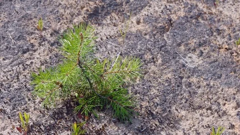 Young Coniferous Tree Stock Footage 77855531