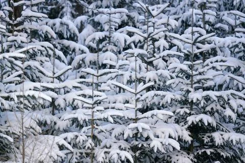 Young coniferous tree in forest, branches covered with fresh snow Stock Photos