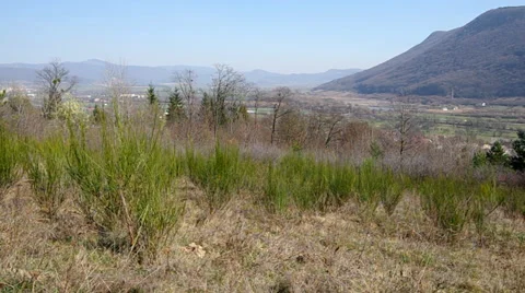 Young coniferous trees Stock Footage 36183002