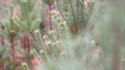 Young coniferous trees. Stock Footage 318593352