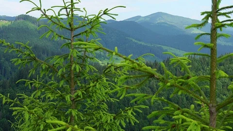 Young coniferous trees in a mountain landscape Stock Footage 114321833