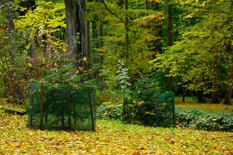 Young coniferous trees protected by netting , which may indicate reforestat.. Stock Photos