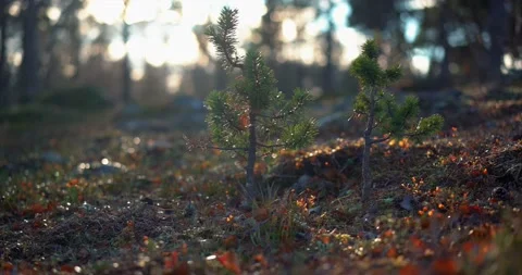 Young conifers Stock Footage 188563881