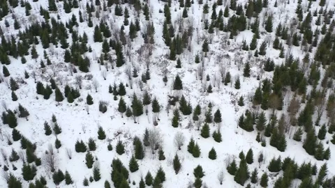 Young conifers in the snow in winter Stock Footage 166897358