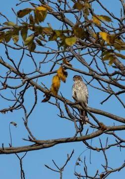 Young Coopers Hawk Stock Photos