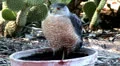 Young Cooper's spotted hawk series - 7 - stand left leg and sideways gawk HD Footage