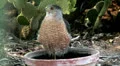 Young Cooper's spotted hawk series - 5 - looks around very relaxed HD 影片