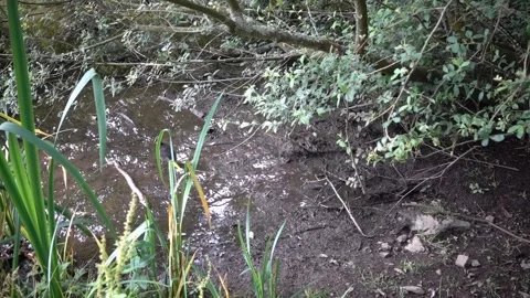 Young Coot bird and two others in water 動画素材 134568599