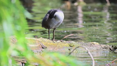 Young coot bird preening on a tree trunk, front view Stock-Footage 311104910