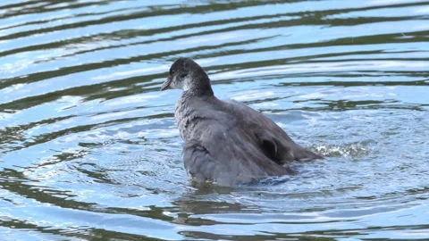 Young coot dives and splashes, juvenile coot dives and preens itself Stock Footage 286719430