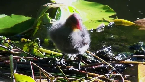 Young coot on the nest.. Video stock 97207986