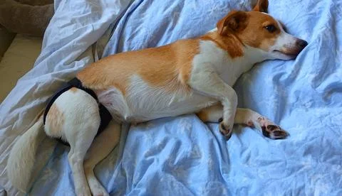 Young Corgi mix lying in bed 스톡 사진