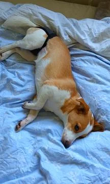 Young Corgi mix lying in bed Stock Photos