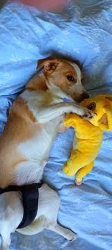 Young Corgi mix lying in bed Stock Photos