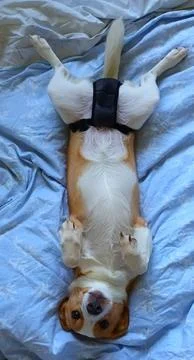Young Corgi mix lying in bed Stock Photos