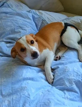 Young Corgi mix lying in bed Stock Photos