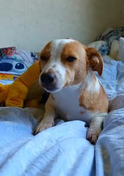 Young Corgi mix lying in bed Stock Photos