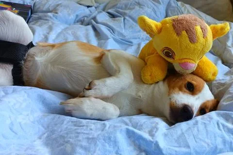 Young Corgi mix lying in bed Stock Photos