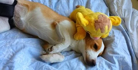 Young Corgi mix lying in bed Stock Photos