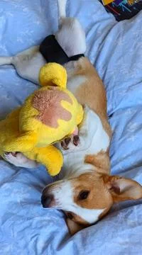 Young Corgi mix lying in bed Stock Photos