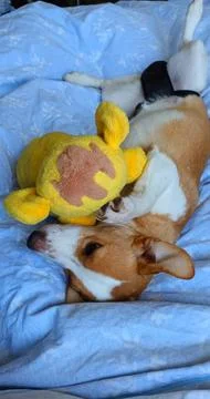 Young Corgi mix lying in bed Stock Photos