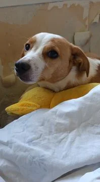 Young Corgi mix lying in bed Stock Photos