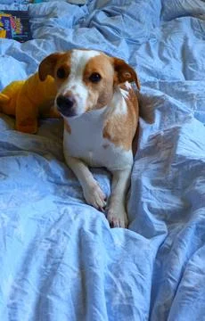 Young Corgi mix lying in bed Stock Photos