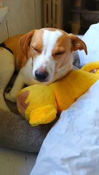 Young Corgi mix lying in bed Stock Photos