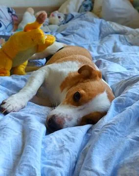 Young Corgi mix lying in bed Stock Photos
