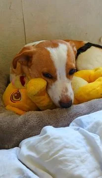 Young Corgi mix lying in bed Stock Photos