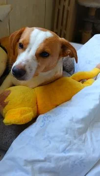 Young Corgi mix lying in bed Stock Photos